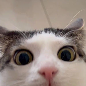 Meet your Posher, Pam